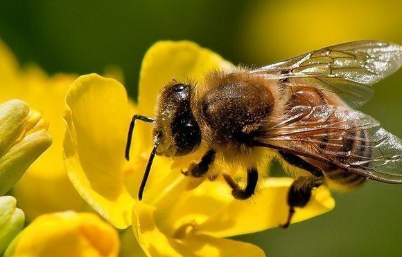 蜜蜂的种类真实图片