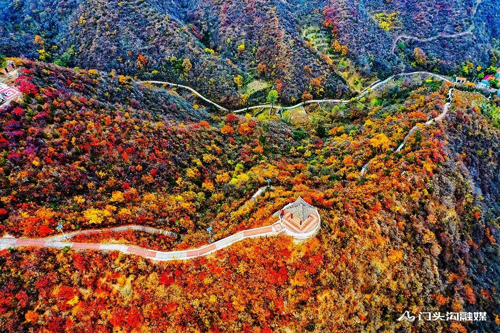 西达|叠翠流金！门头沟这里的满山红叶等你来