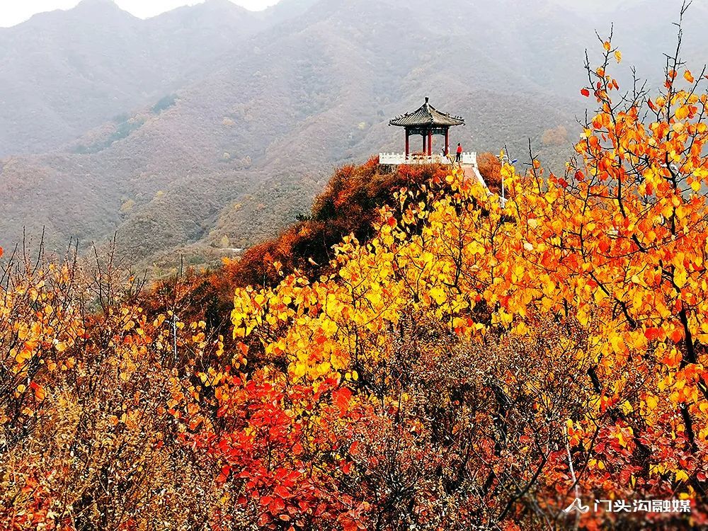 西达|叠翠流金！门头沟这里的满山红叶等你来