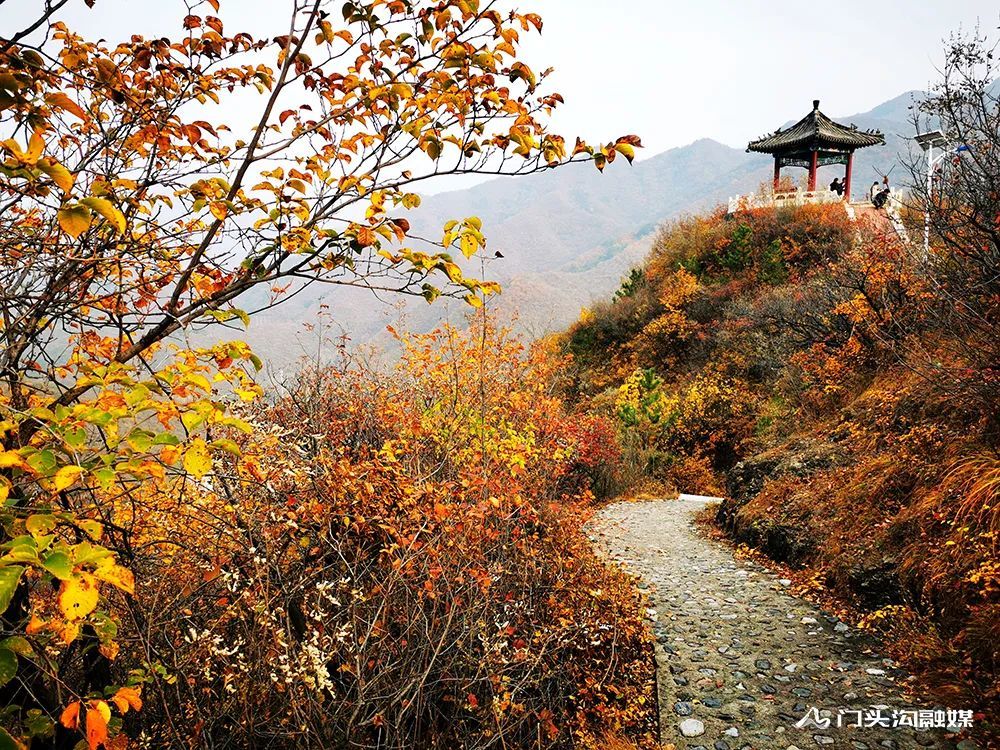 西达|叠翠流金！门头沟这里的满山红叶等你来