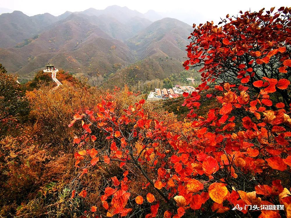 西达|叠翠流金！门头沟这里的满山红叶等你来
