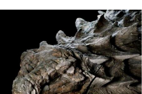 甲龙|1.1亿年前的甲龙遭遇意外，为人类留下一个胃，这是一个悲惨故事