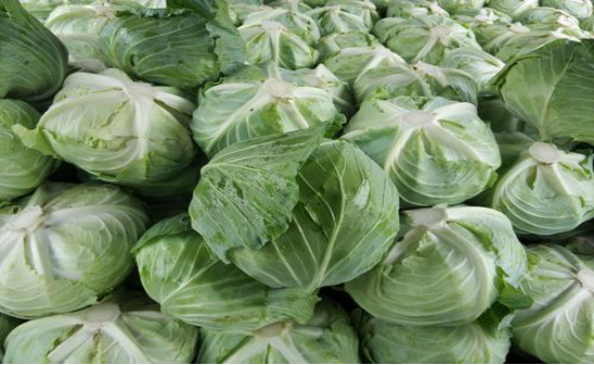 种卷心菜讲究环保 不使用农药杀虫防虫 采取传统防治害虫方法 腾讯新闻