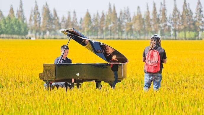 钢琴师|亲子互动割稻、麦浪里的钢琴师…假日来上海这个“艺术”村打卡拍照