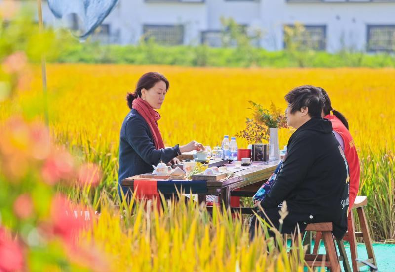 钢琴师|亲子互动割稻、麦浪里的钢琴师…假日来上海这个“艺术”村打卡拍照