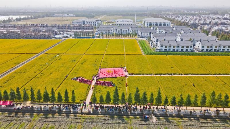 钢琴师|亲子互动割稻、麦浪里的钢琴师…假日来上海这个“艺术”村打卡拍照