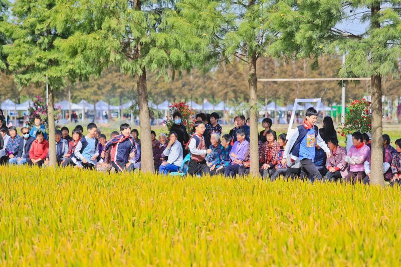 钢琴师|亲子互动割稻、麦浪里的钢琴师…假日来上海这个“艺术”村打卡拍照