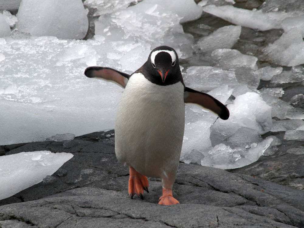 终生一夫一妻的帝企鹅,如果一方去世了,另一方该怎么办?