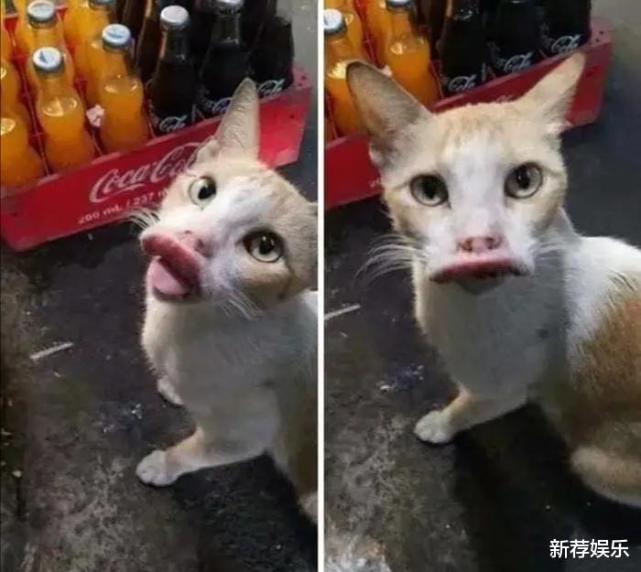 好奇心害死猫就是这么来的吧 小猫咪好奇蜜蜂反倒被蛰了哈哈哈 猫咪 蜜蜂 二哈