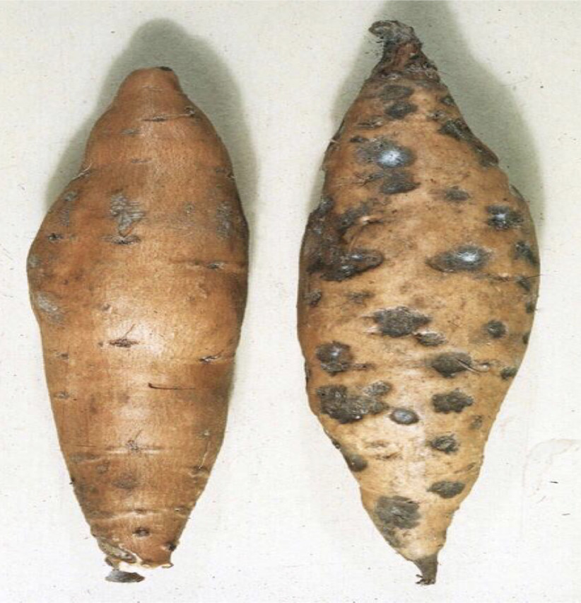 三农丨粮食作物病害科普官