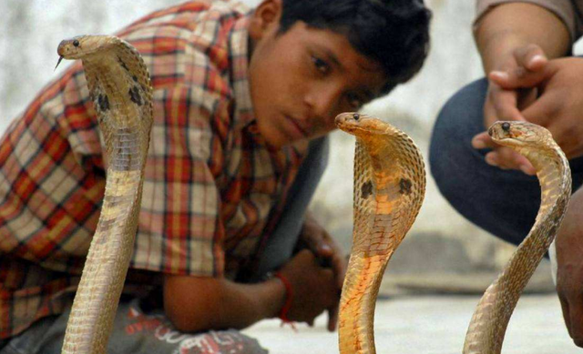 眼镜蛇是一种毒性非常强的毒蛇,倘若是被它咬后不及时治疗对人的生命