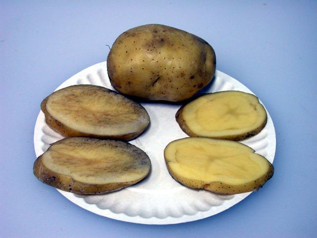削了皮的土豆容易变黑4个方法可有效防止土豆氧化