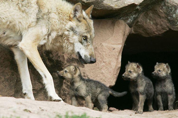 书剑恩仇录|曾经遍布全国的狼，为什么在我国大部分地区都消失了？