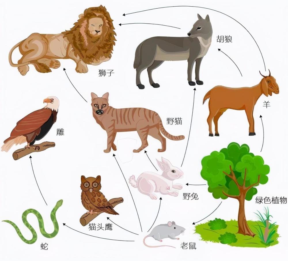 书剑恩仇录|曾经遍布全国的狼，为什么在我国大部分地区都消失了？