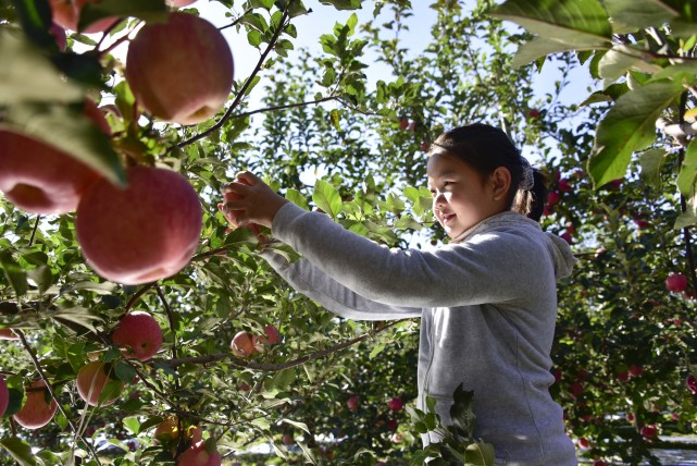 一位小朋友在当地果园采摘苹果 张旭 摄