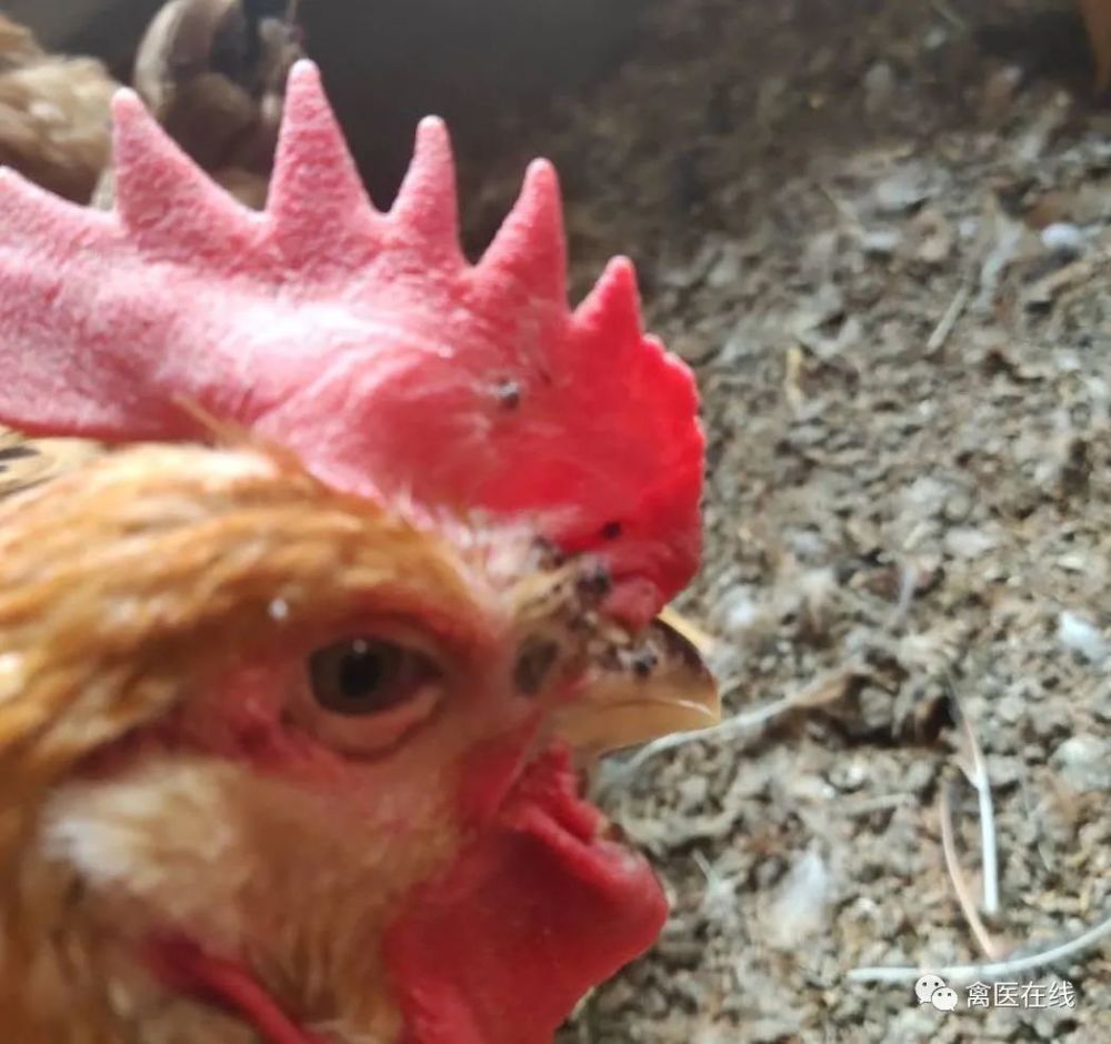 雏鸡皮肤颜色(雏鸡皮肤颜色变浅) 雏鸡皮肤颜色(雏鸡皮肤颜色变浅)