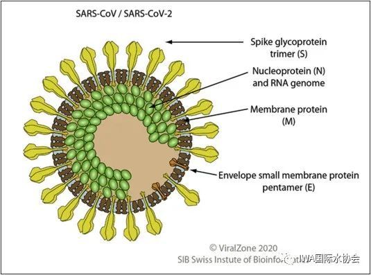 例如下图的诺如病毒(norovirus),甲型肝炎病毒(hepatitis a),轮状病毒