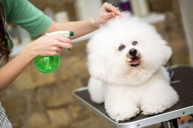 比熊犬这6个部位 让你碰 说明你对它很重要 比熊犬 狗狗