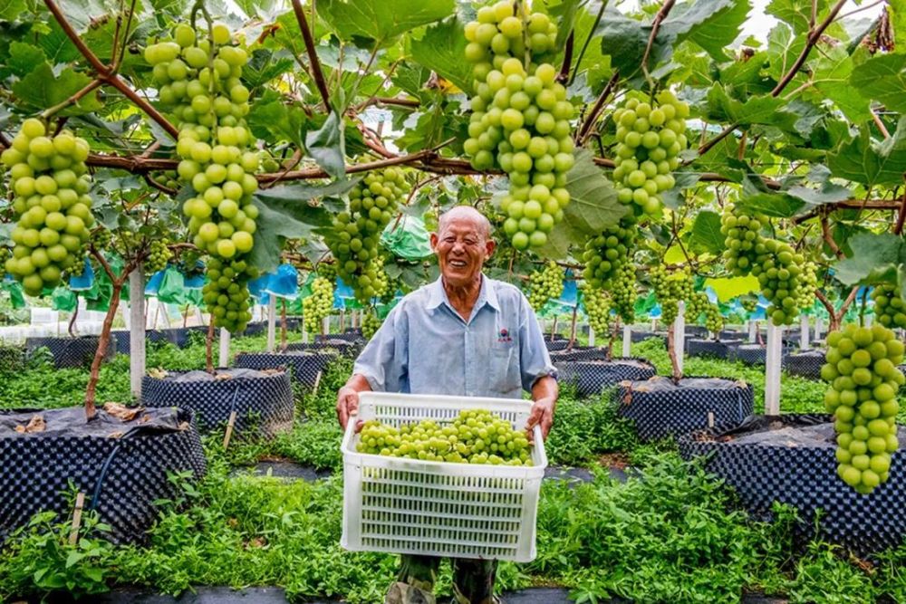 老人|袅袅夕阳情｜“久久”重阳“画”老人