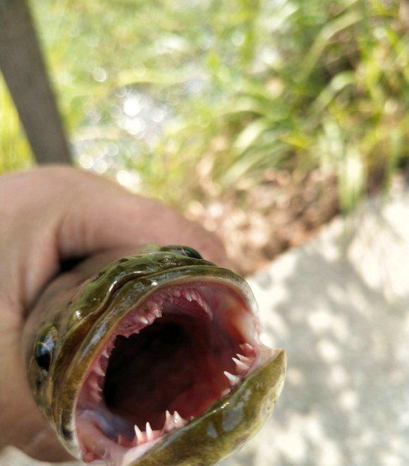 广州河道现"新鱼种",非常凶猛,暴晒不死,能吃光罗非鱼?
