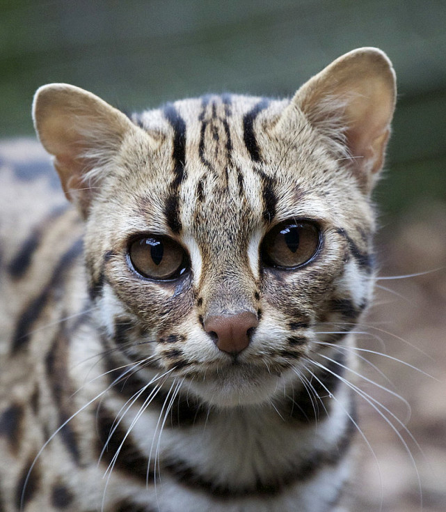 孟加拉豹貓偷跑出門,被當成野生動物抓起來,還擺在動物園裡展覽