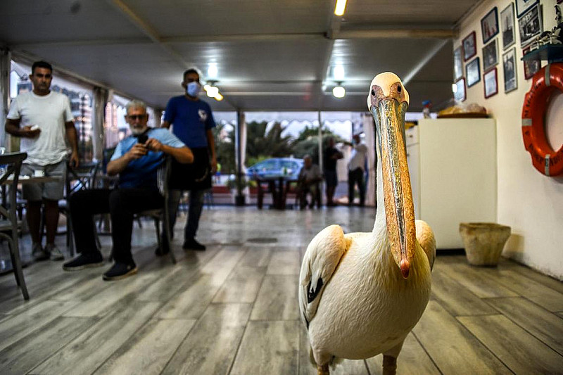 捡到落难鹈鹕,聪明亲人能训练,身体康复后成餐厅吉祥物