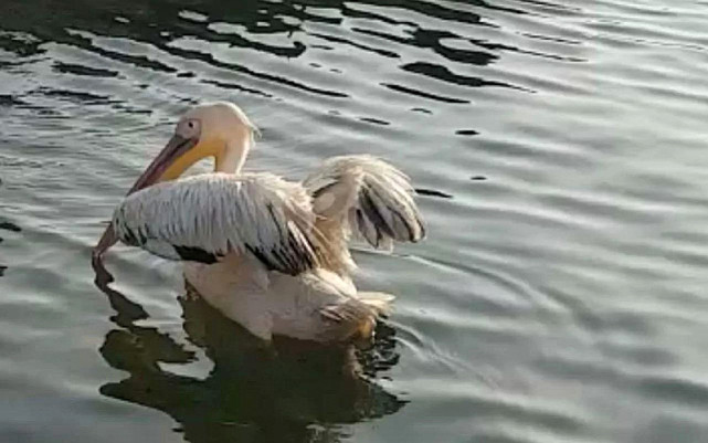 捡到落难鹈鹕聪明亲人能训练身体康复后成餐厅吉祥物