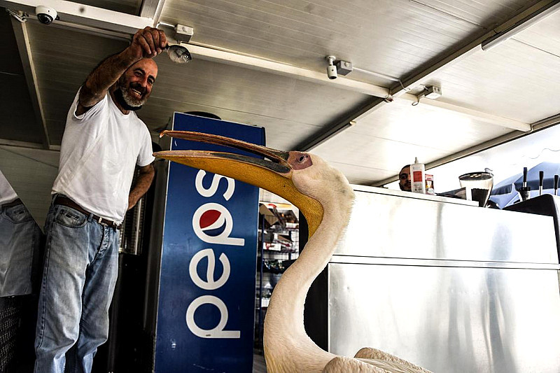 捡到落难鹈鹕,聪明亲人能训练,身体康复后成餐厅吉祥物