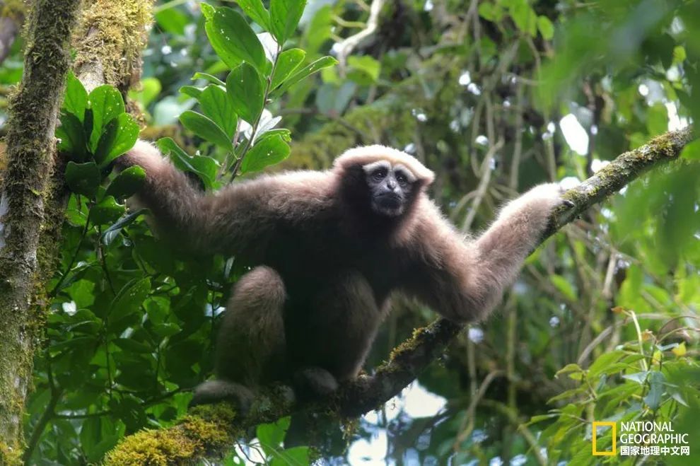 卢克·天行者|这“泼猴”敏捷值满格，但躲不过濒危