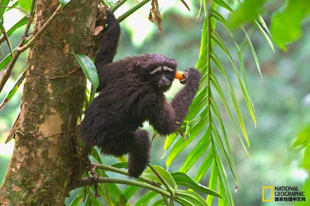 卢克·天行者|这“泼猴”敏捷值满格，但躲不过濒危