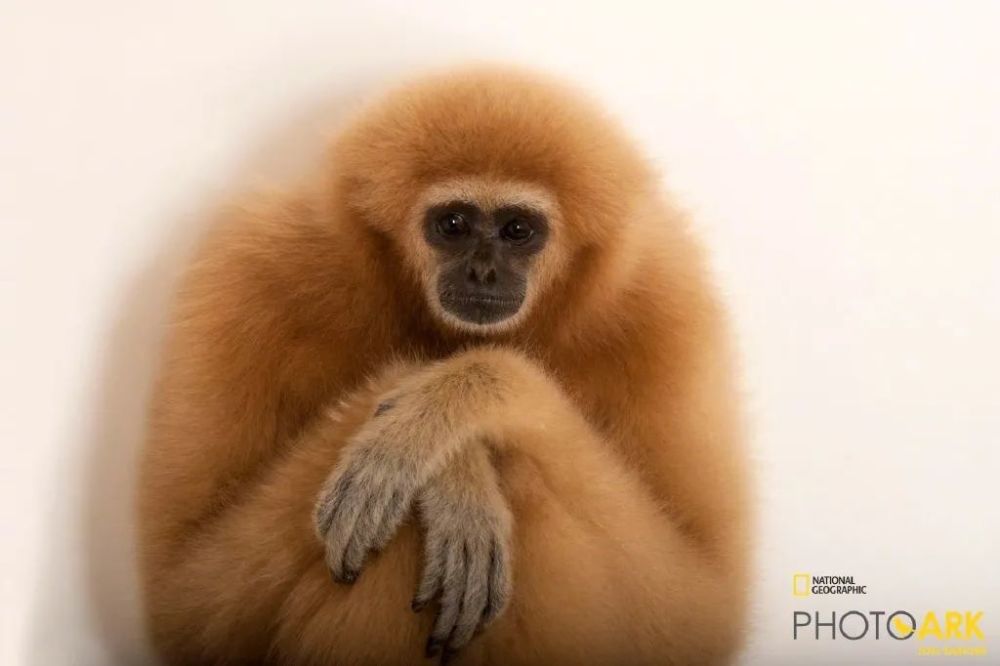 卢克·天行者|这“泼猴”敏捷值满格，但躲不过濒危