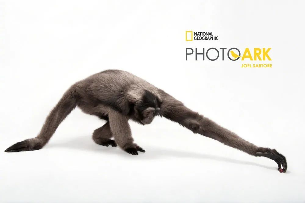 卢克·天行者|这“泼猴”敏捷值满格，但躲不过濒危