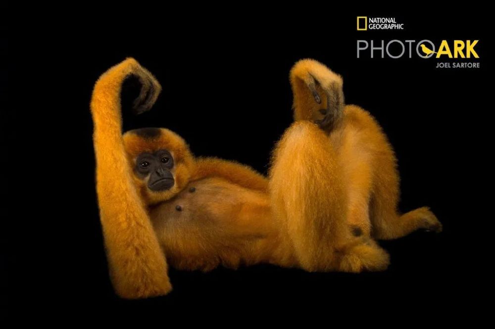 卢克·天行者|这“泼猴”敏捷值满格，但躲不过濒危