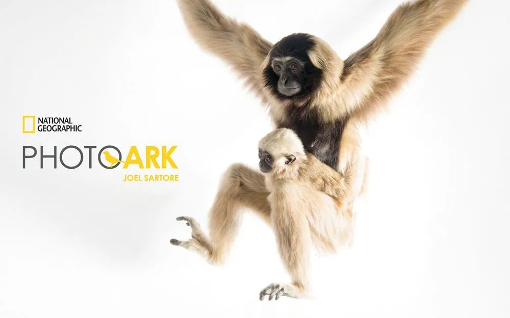 卢克·天行者|这“泼猴”敏捷值满格，但躲不过濒危