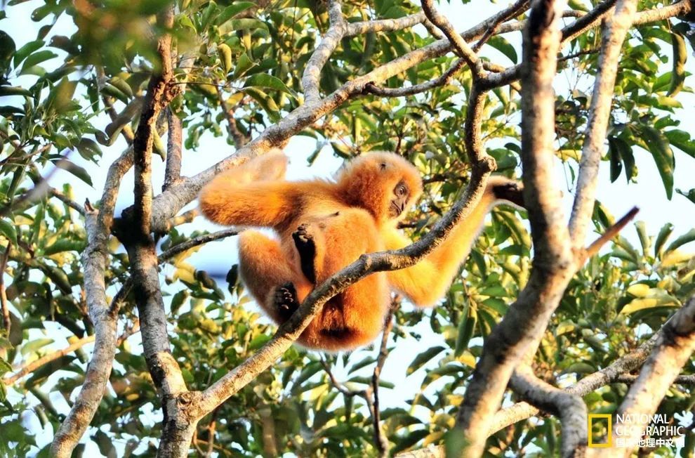 卢克·天行者|这“泼猴”敏捷值满格，但躲不过濒危