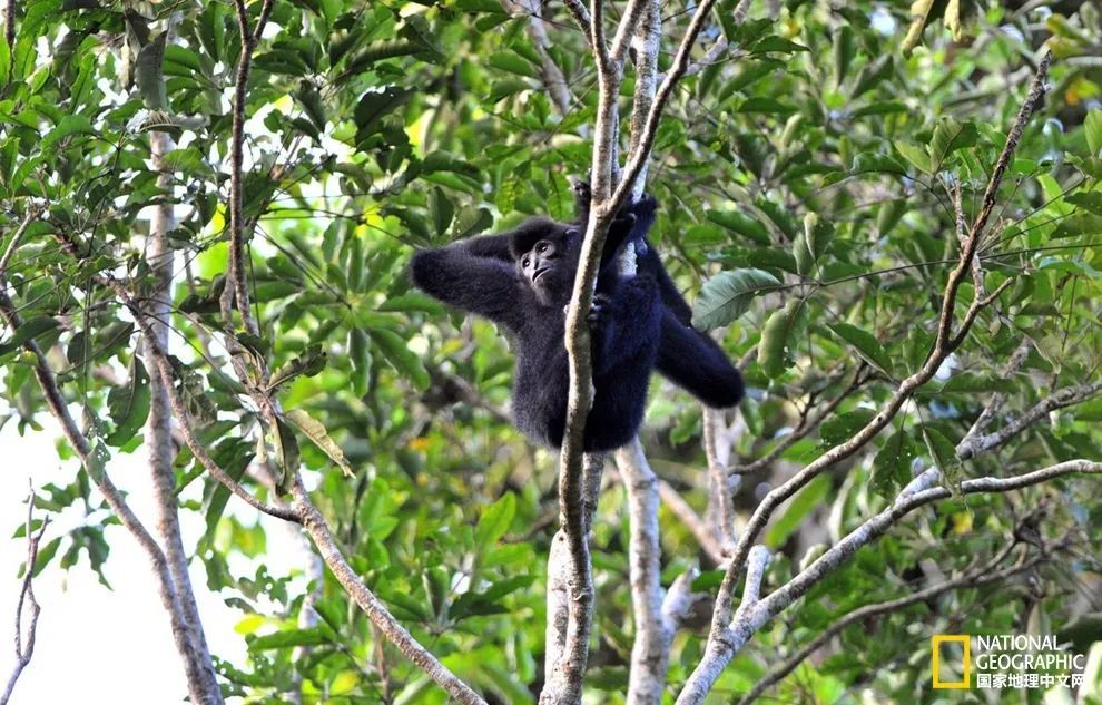 卢克·天行者|这“泼猴”敏捷值满格，但躲不过濒危