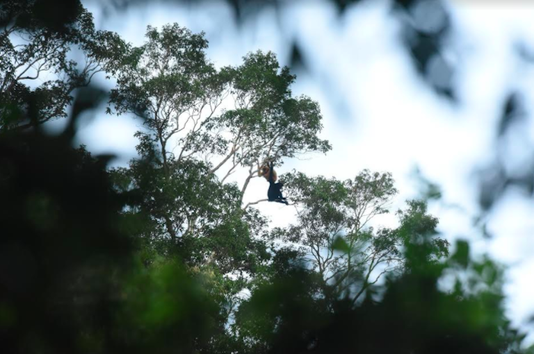 卢克·天行者|这“泼猴”敏捷值满格，但躲不过濒危