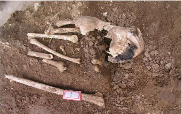 夏太后陵墓现神秘动物骨骼竟然是灭绝的动物专家不敢相信