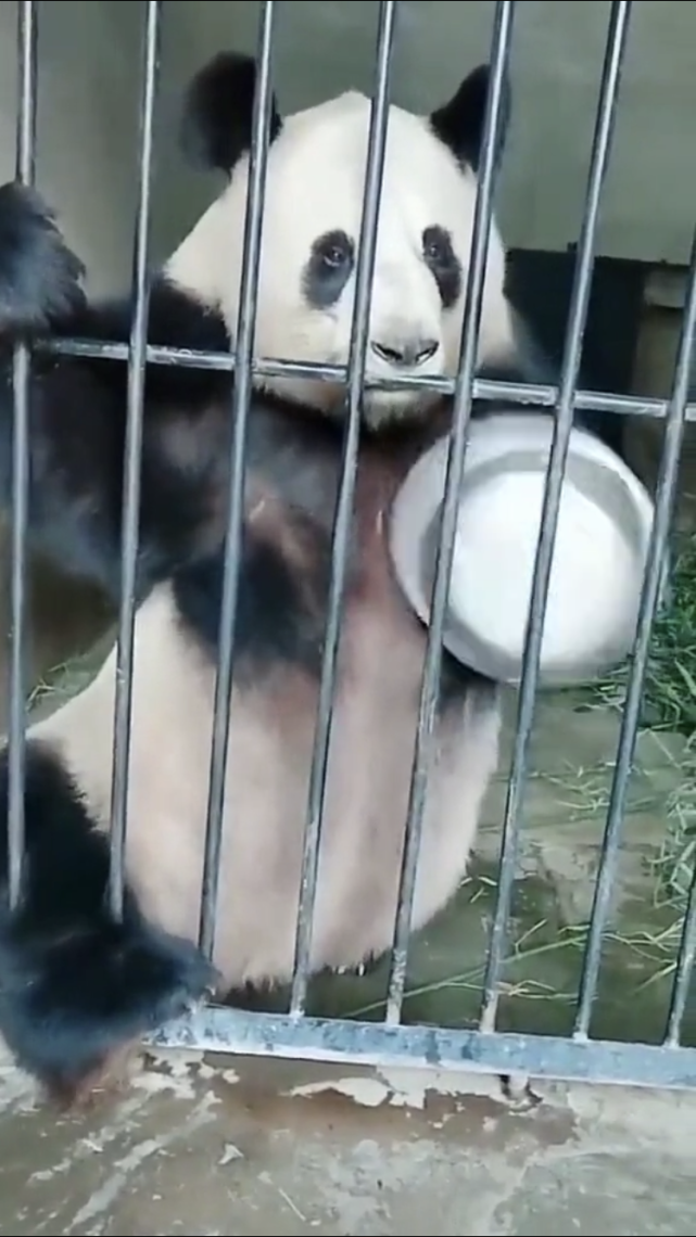 動物園熊貓敲打飯盆,向飼養員要食吃