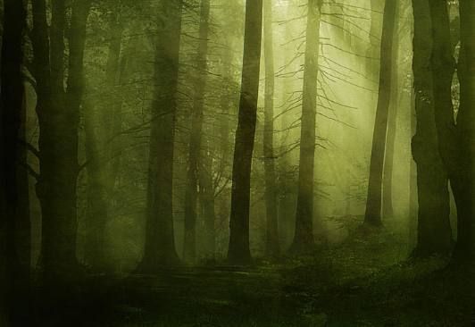 你觉得哪个森林最诡异?测你内心最恐惧的是什么