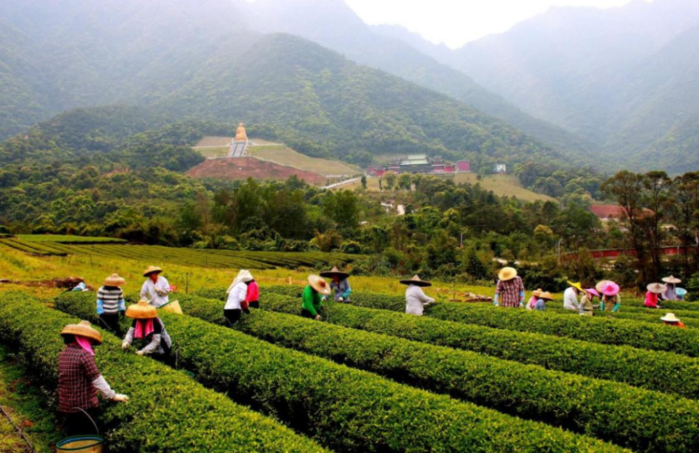 实力圈粉的海丰莲花山网红景点长啥样