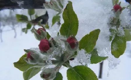 预防果树"倒春寒",从秋季走起!