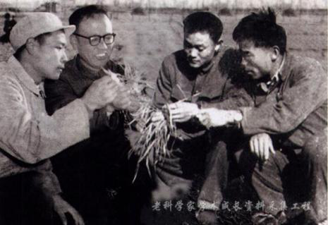 冬小麦|产粮大省山东连续6年总产破千亿斤，有一人功不可没！