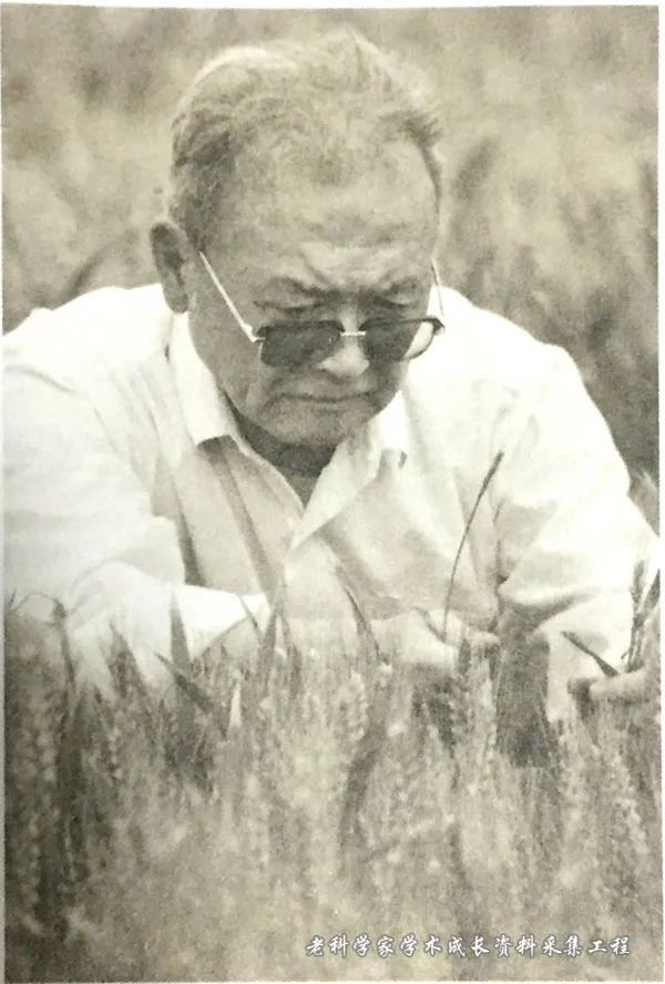 冬小麦|产粮大省山东连续6年总产破千亿斤，有一人功不可没！