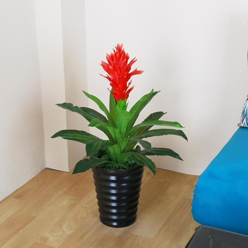 秋冬季节想养花,首选鸿运当头,寓意好,易存活