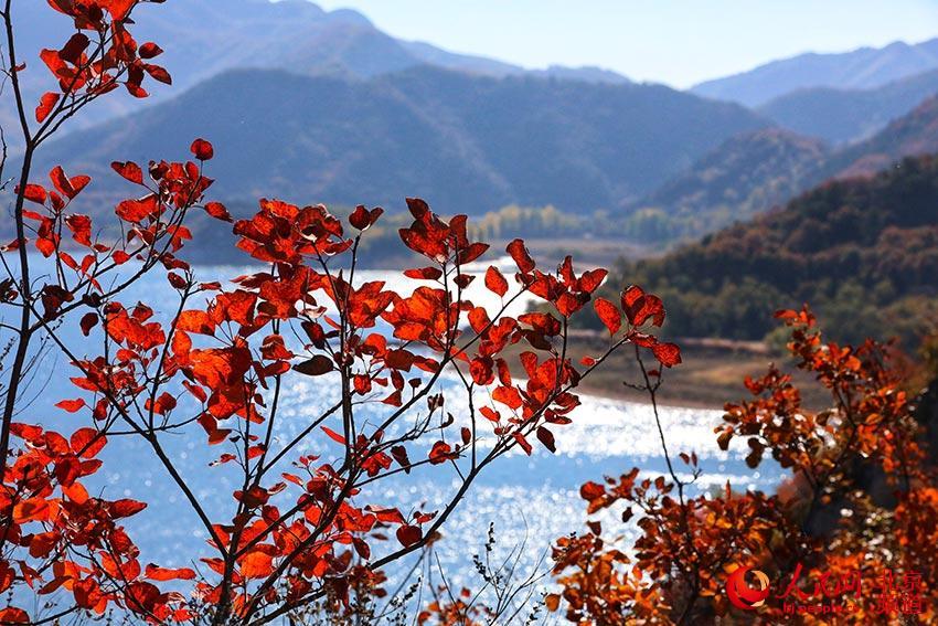 金海湖红叶节图片