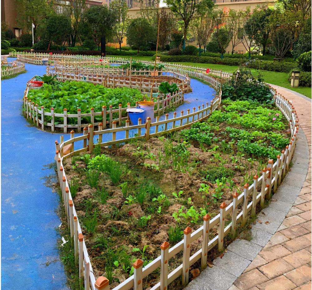 武汉一小区利用绿化带种菜你怎么看