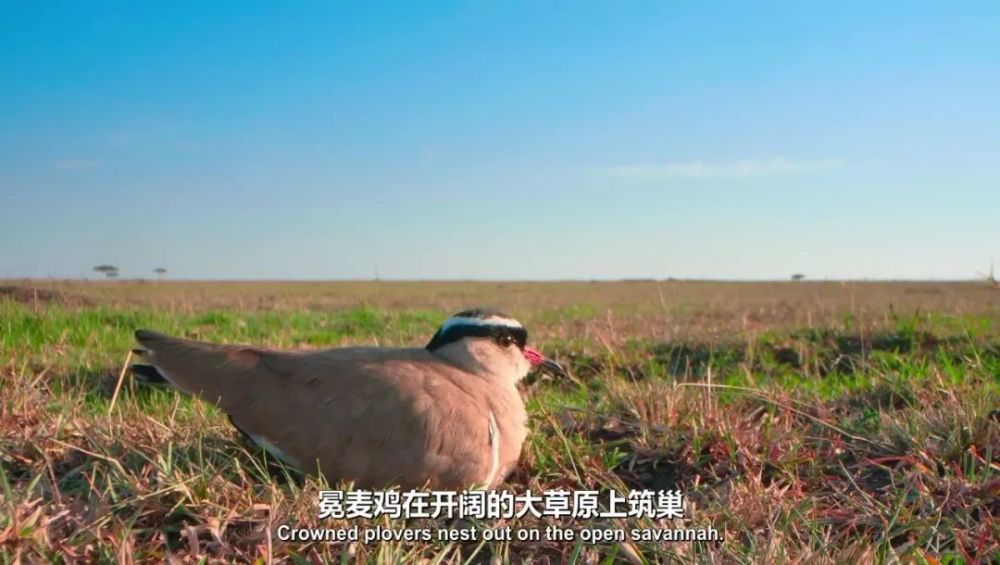 豆瓣|豆瓣9.4，零差评，每一集都想打五星的神作来了