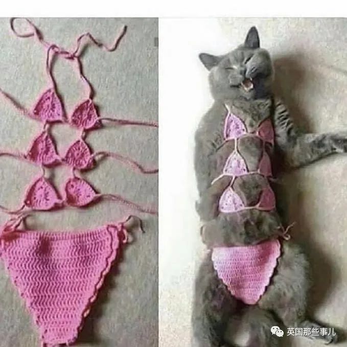 比基尼猫猫秀,性感的毛孩子……仿佛看见睡觉流口水的自己.