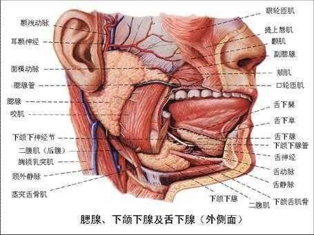 解剖学学了明确的记录了,人的唾液腺有3处,分别是腮腺,颌下腺和舌下腺